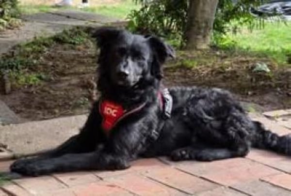 🐾 Emil sucht sein Für-immer-Zuhause 🐾