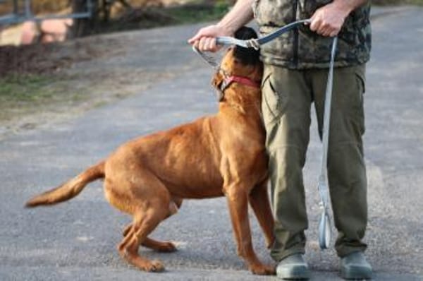 Bruno - kinderlieber Familienhund