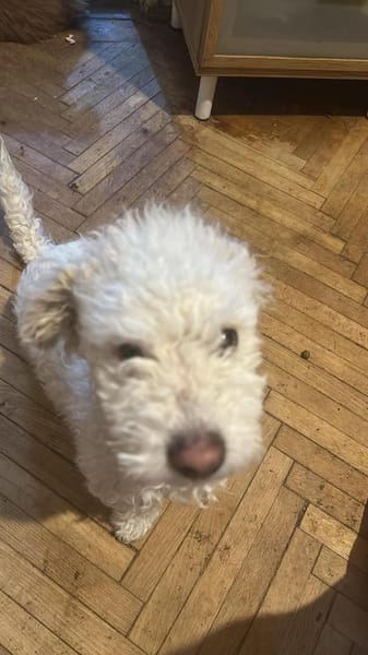 Nikita, kleiner Hundebub sucht Bleibe