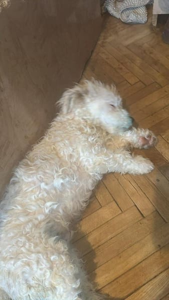 Nikita, kleiner Hundebub sucht Bleibe