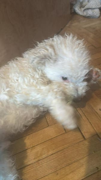 Nikita, kleiner Hundebub sucht Bleibe