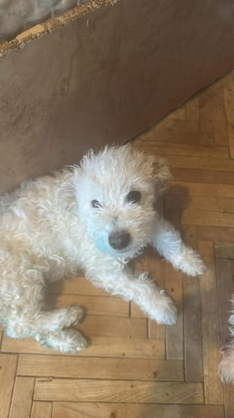 Nikita, kleiner Hundebub sucht Bleibe