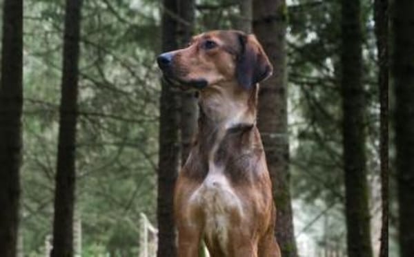 Elenor wünscht sich ein ruhiges Zuhause