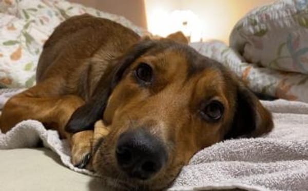 Elenor wünscht sich ein ruhiges Zuhause