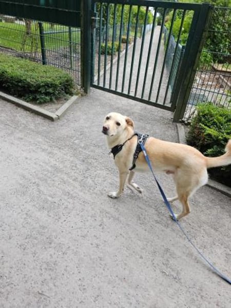 Loki aus Herne sucht neues Zuhause