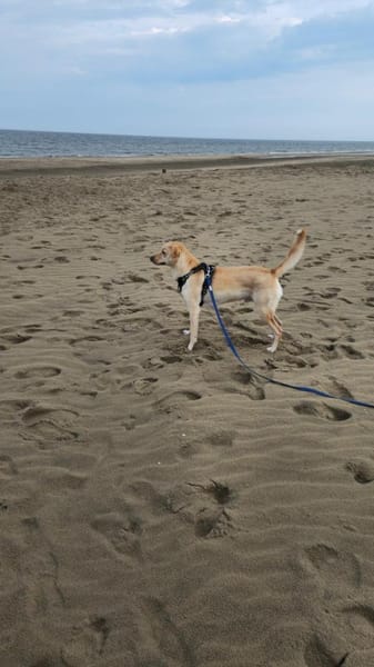 Loki aus Herne sucht neues Zuhause