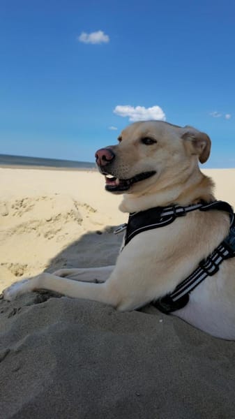 Loki aus Herne sucht neues Zuhause