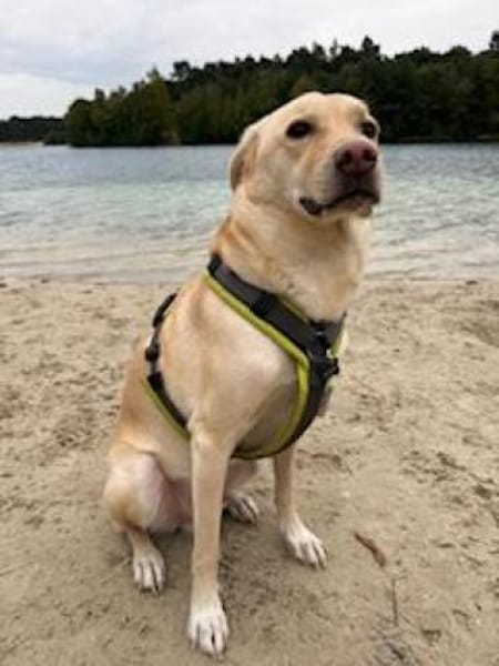 Loki aus Herne sucht neues Zuhause