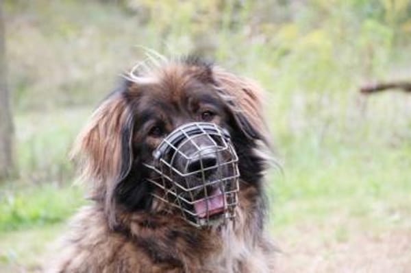 Arco, sportl. großer Familienhund