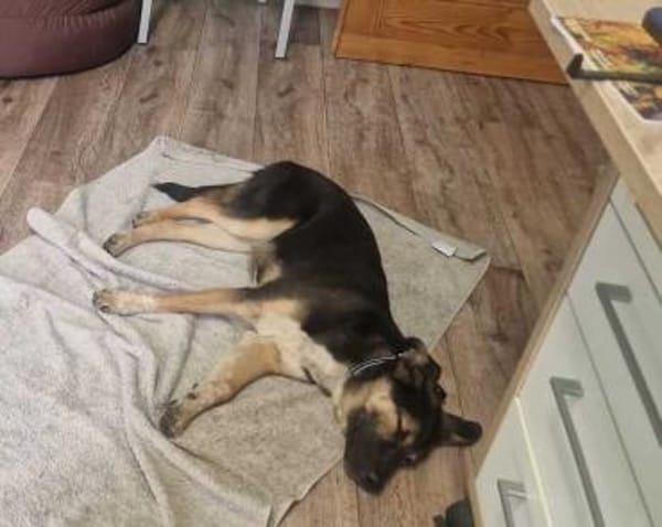 Bolt  Allein gelassen im Welpenalter