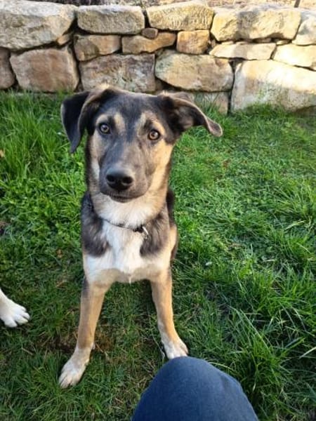 Bolt  Allein gelassen im Welpenalter