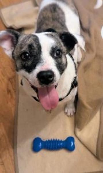 Sandy 36 cm (Pflegestelle)