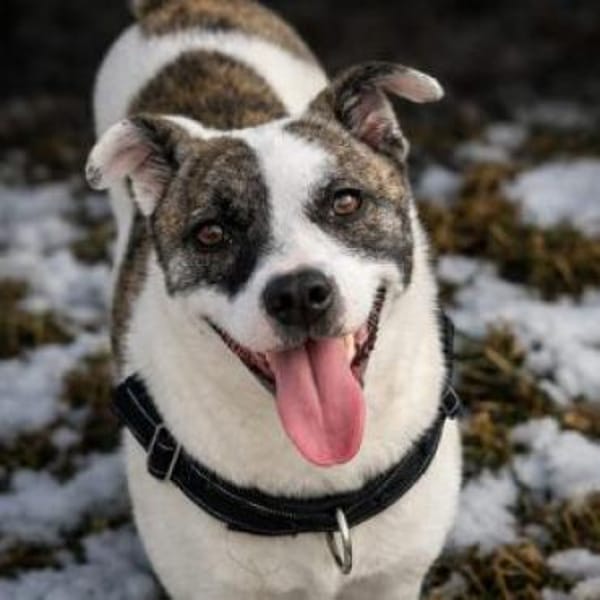 Sandy 36 cm (Pflegestelle)