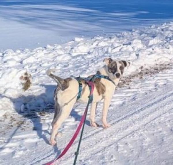 Sandy 36 cm (Pflegestelle)