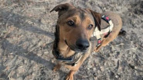 DSCHULAY -freundlicher, sozialer Begleit