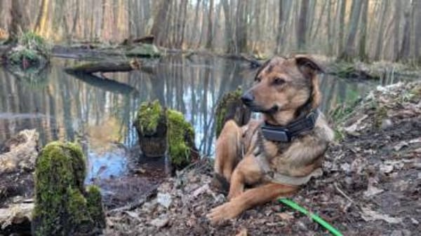 DSCHULAY -freundlicher, sozialer Begleit