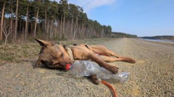 DSCHULAY -freundlicher, sozialer Begleit