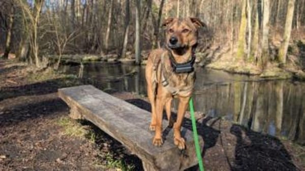 DSCHULAY -freundlicher, sozialer Begleit