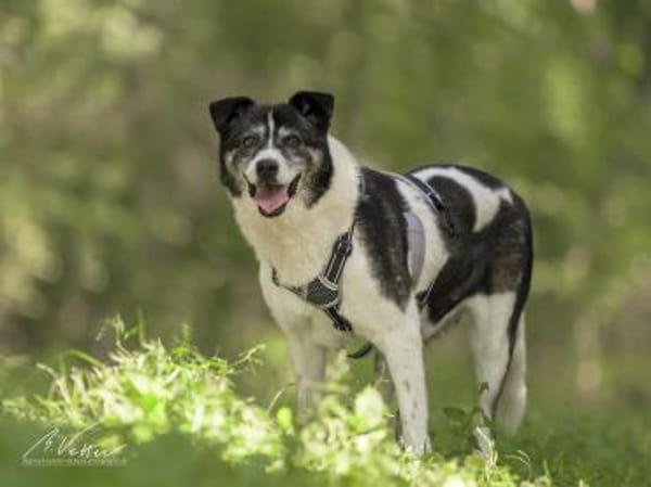 Golden Girl - lustig, entspannt und aufg