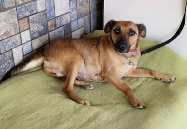 Engel Terus in 47647 Kerken