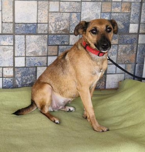 Engel Terus in 47647 Kerken