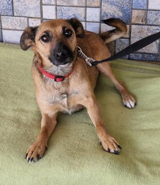 Engel Terus in 47647 Kerken