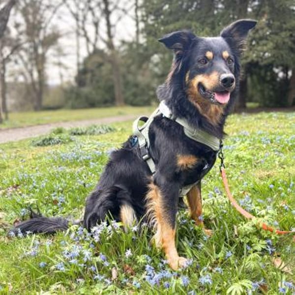 Schnuffi - ist energiegeladen