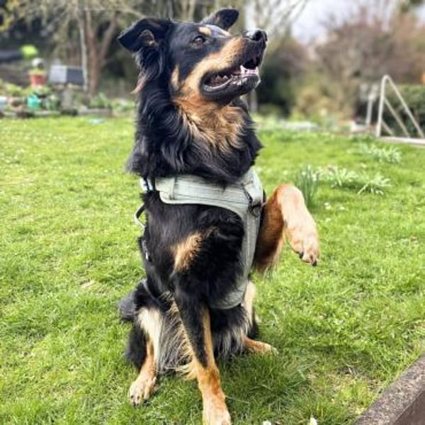 Schnuffi - ist energiegeladen