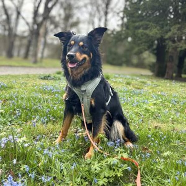 Schnuffi - ist energiegeladen