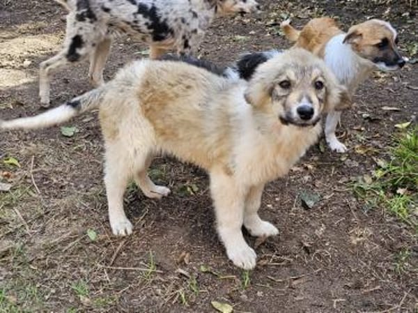 Bezaubernde Alley sucht ihre Familie