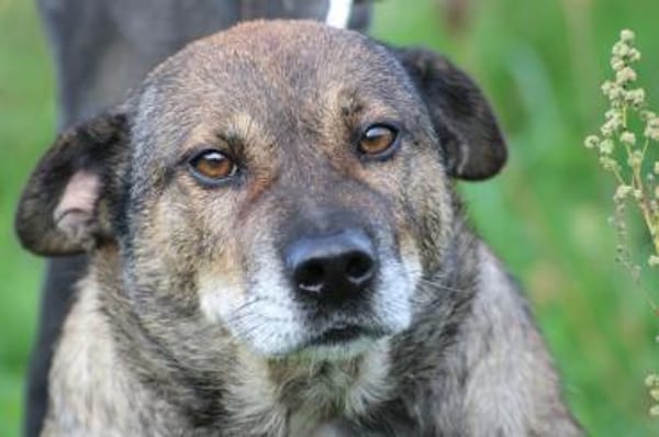 Bella - liebe, verschmuste Traumhündin