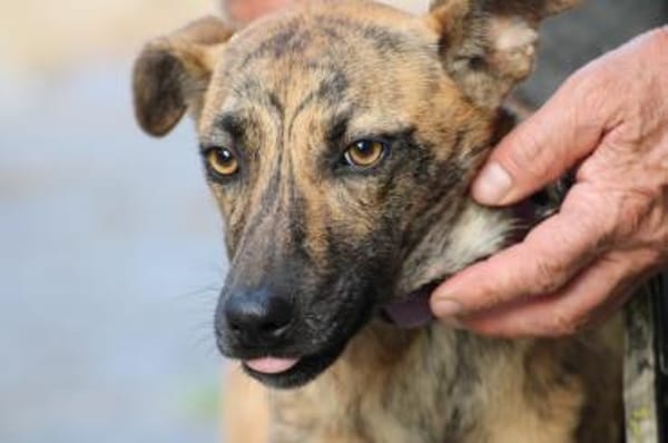 Kiwi - fröhlich u. zutraulich