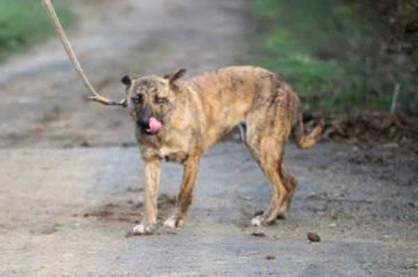 Kiwi - fröhlich u. zutraulich