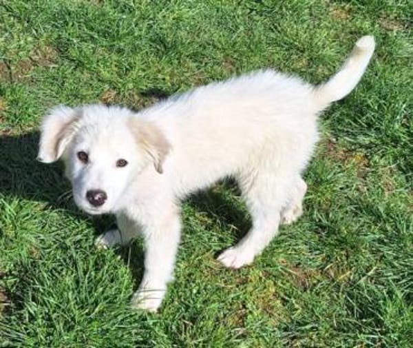 KABO -Rundum tolles Hundekind-