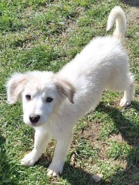 KABO -Rundum tolles Hundekind-