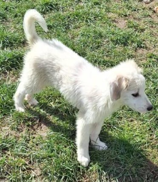 KABO -Rundum tolles Hundekind-