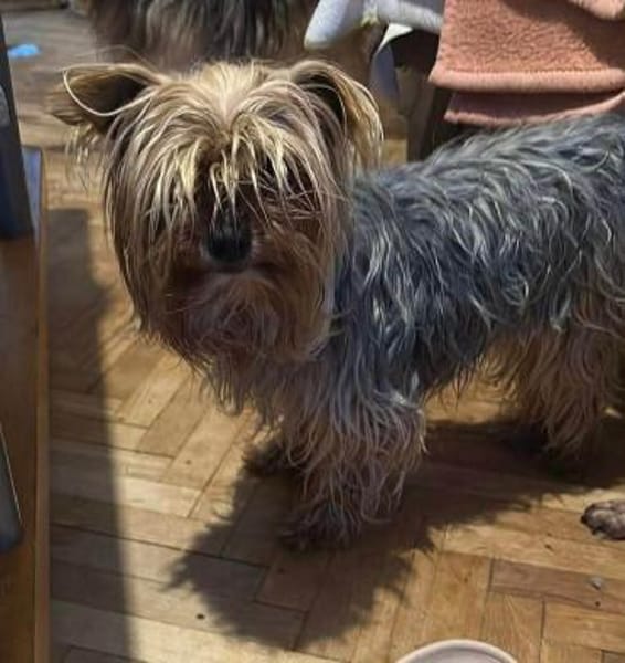 Wuschel, der Name ist Programm