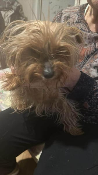 Wuschel, der Name ist Programm