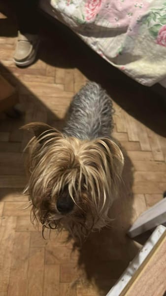 Wuschel, der Name ist Programm