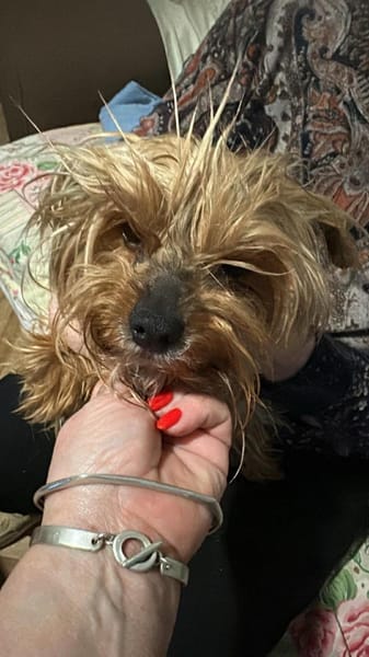 Wuschel, der Name ist Programm