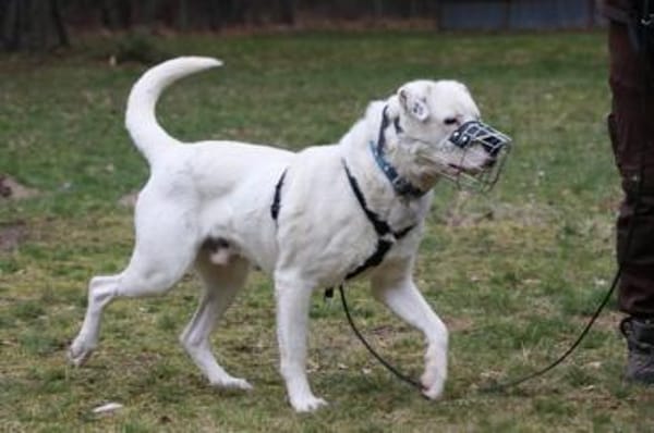 Eddy, su. hundeefahrene Menschen