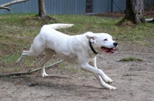 Eddy, su. hundeefahrene Menschen