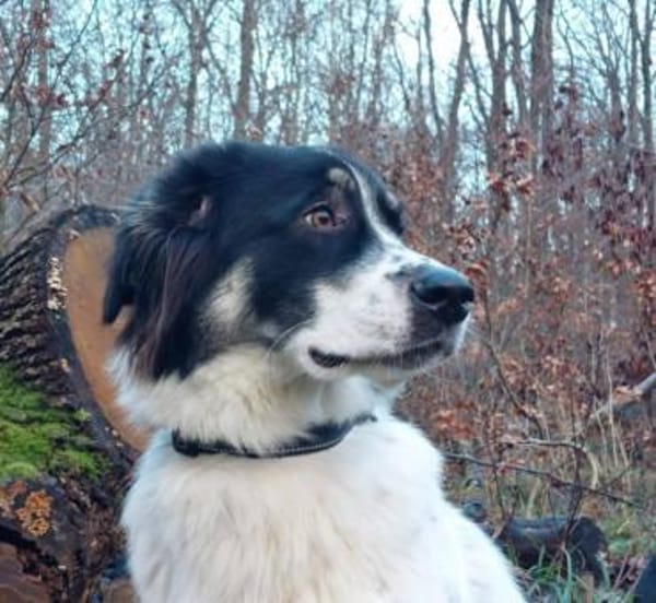 Lieber Sealy♥ sucht sein Heim