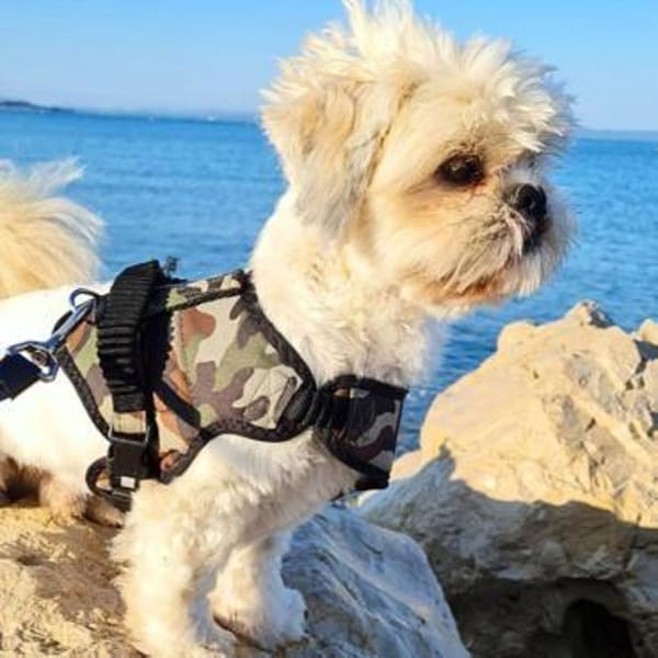 Olaf - freut sich über Streicheleinheite