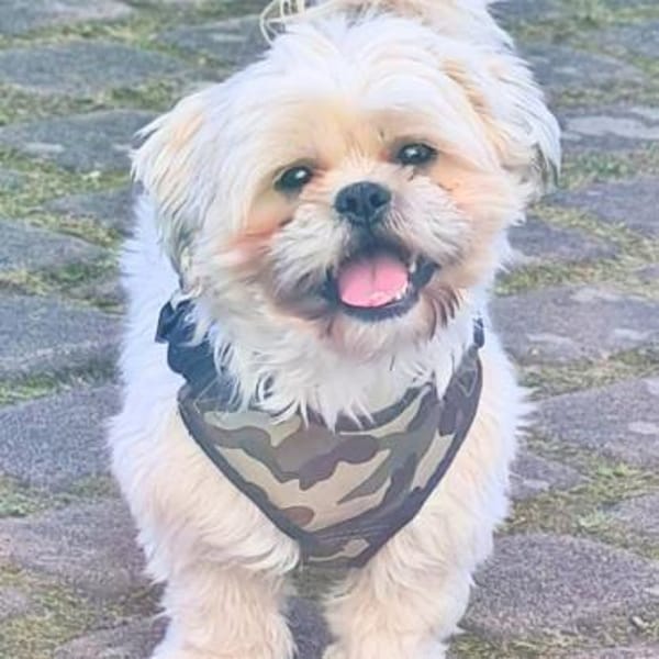 Olaf - freut sich über Streicheleinheite