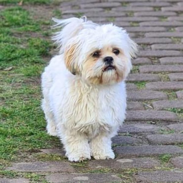 Olaf - freut sich über Streicheleinheite