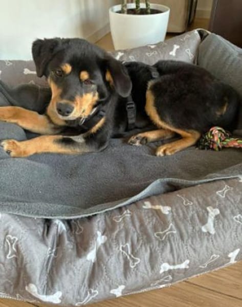 Ally ist so sanftmütig und lieb!