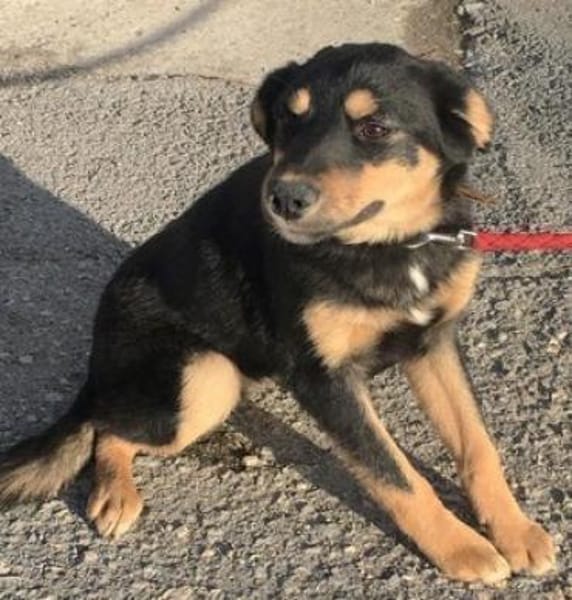 Ally ist so sanftmütig und lieb!