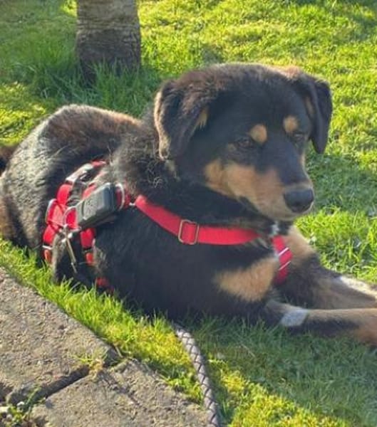 Ally ist so sanftmütig und lieb!