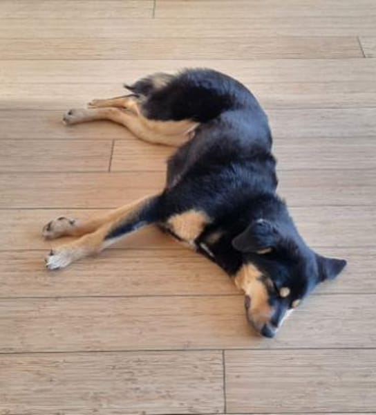 Ally ist so sanftmütig und lieb!